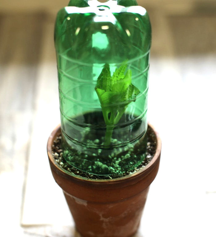 Hydrangea cutting in a mini plastic bottle greenhouse