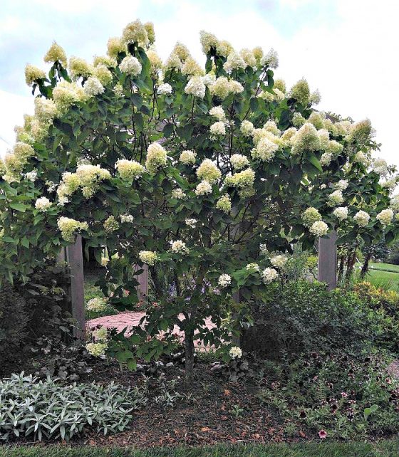 Hydrangea Care - Growing, Propagating and Drying Hydrangea Flowers