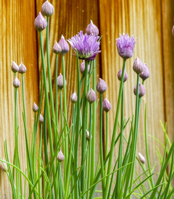 Chives are a perennial herbs that is often used as a garnish.
