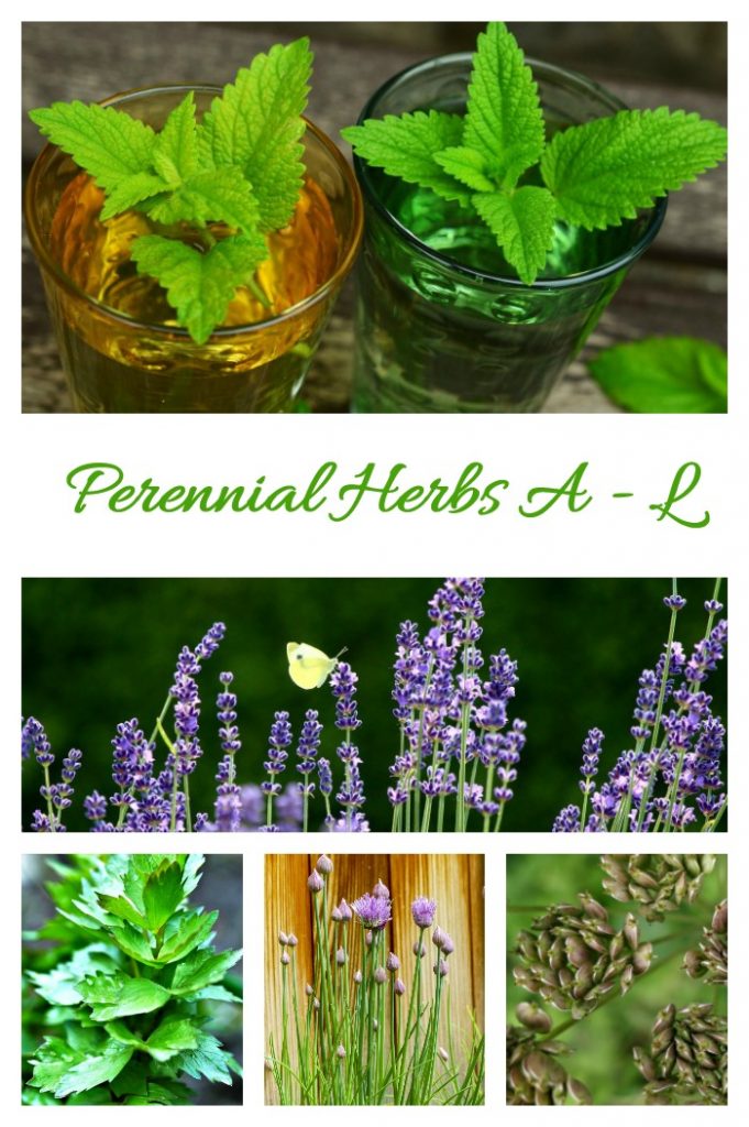 List of Perennial Herbs and How to Use Them in Cooking