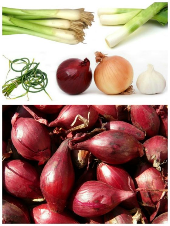 Shallot Substitutes Replacements to use When you Haven't Time To Shop