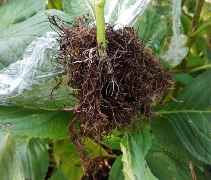 Roots developing on an air layered hydrangea stem