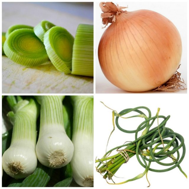 Shallot Substitutes Replacements to use When you Haven't Time To Shop