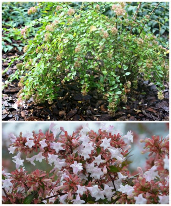Fall Blooming Perennials and Annuals for a Bold Pop of Color