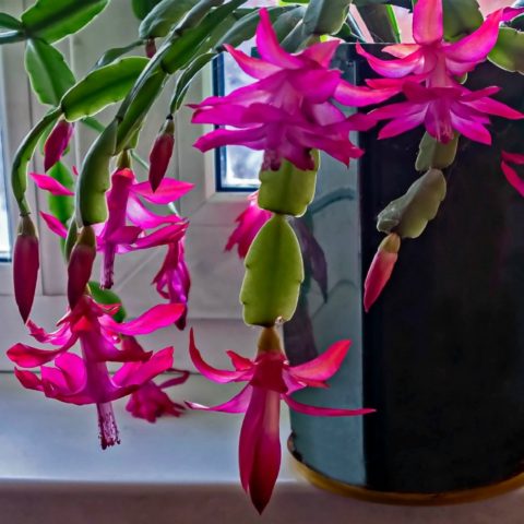 Christmas Cactus - How to Get it to flower Each Year