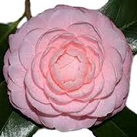 Pink Perfection Camellia Japonica - Live Plant - Quart Pot