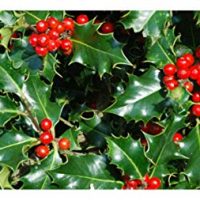 Nellie R Stevens Holly - Healthy Plants – Potted Plant - Super Roots - 3 Pack