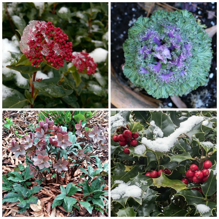 Winter flowering plants