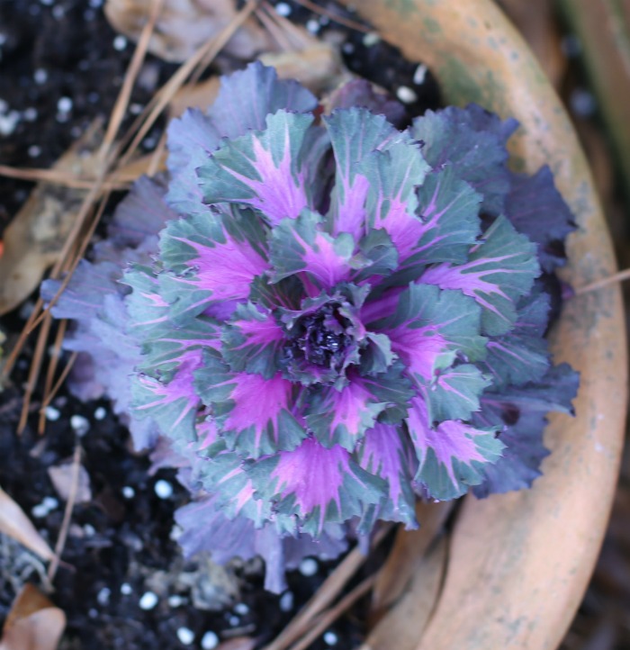 Ornamental cabbage is very cold hardy