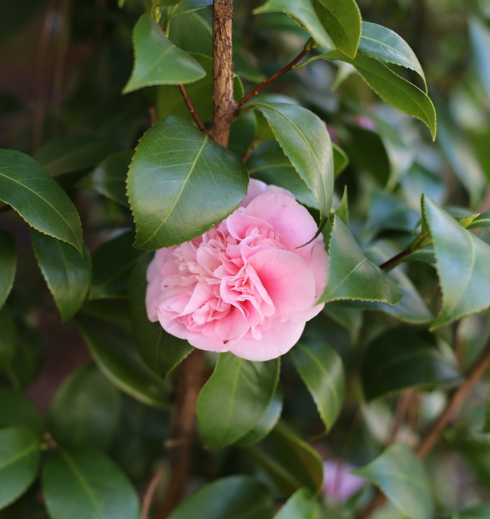 Camellias will flower even in the winter time.