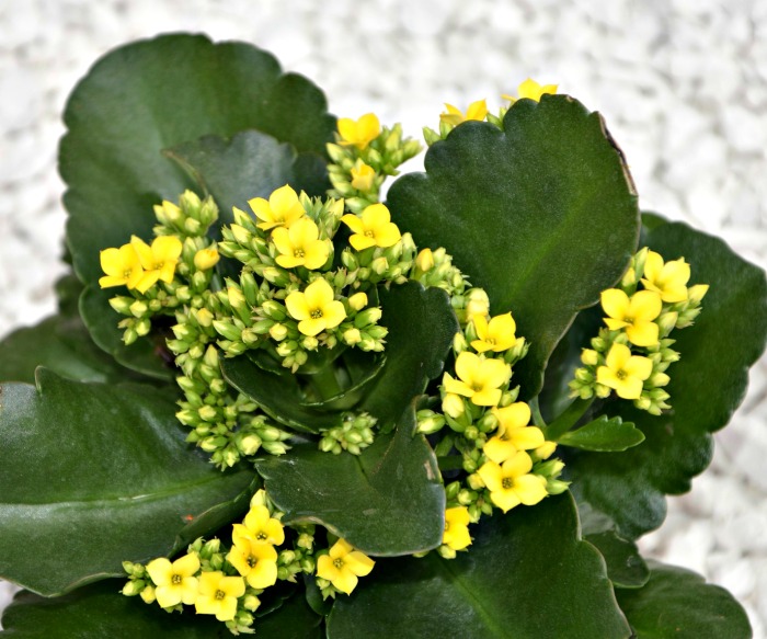 Yellow florist kalanchoe in flower