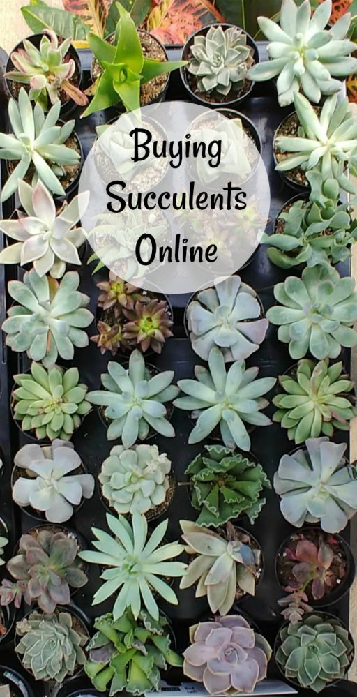 Tips for Buying Succulents Where to Find Succulents for Sale