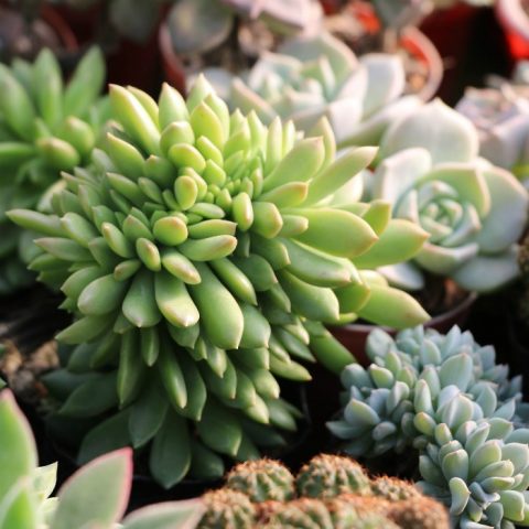 Tips for buying succulents