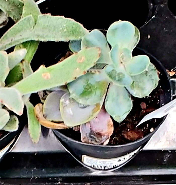 When buying succulents, avoid plants with broken or rotting leavers
