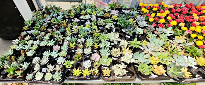 Display of succulents at Home Depot