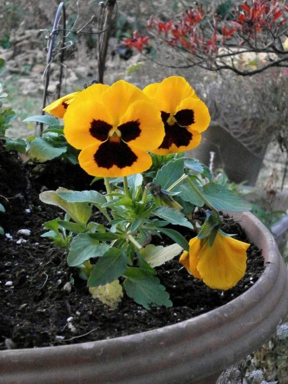 Growing Pansies How to Grow and Care For Pansy Flowers