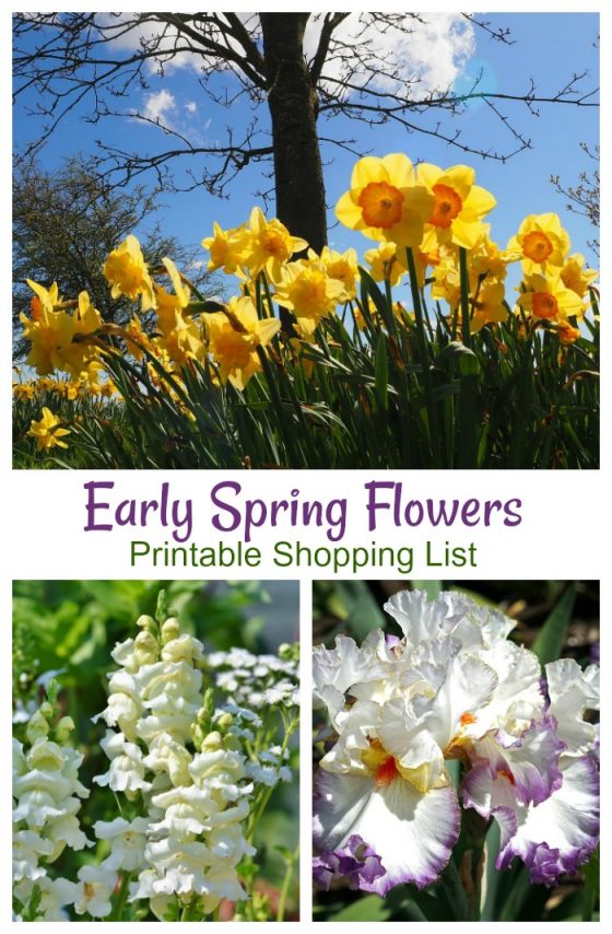 Spring Blooming Plants - 20 Top Picks for Early Spring Flowers [Updated]