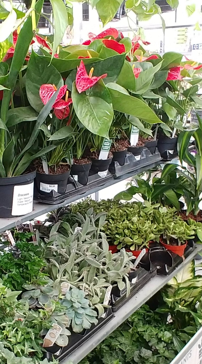 Walmart succulent display