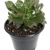 Kiwi Verde Succulent Tree - Aeonium - Easy to Grow House Plant - 4.5" Pot