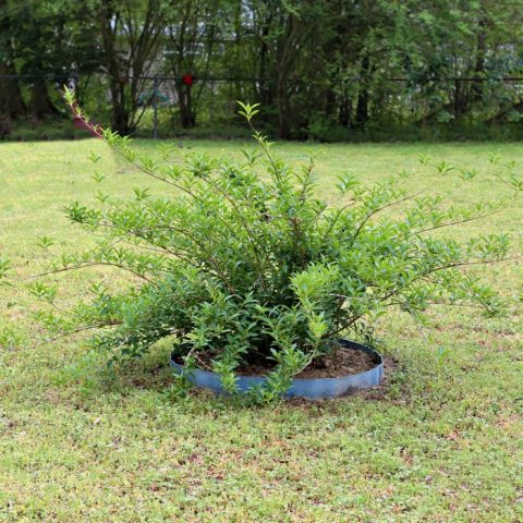 Transplanting Forsythia Bushes