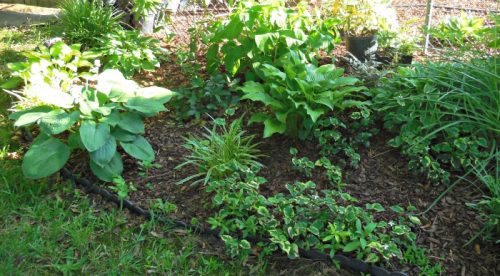 Hosta Yellow Splash Rim - Plant this Rapid Grower in Shade Gardens