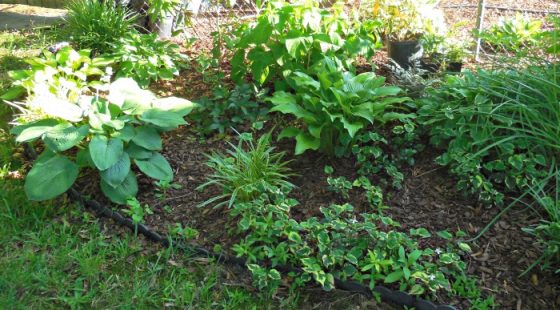 Hosta Yellow Splash Rim - Plant this Rapid Grower in Shade Gardens