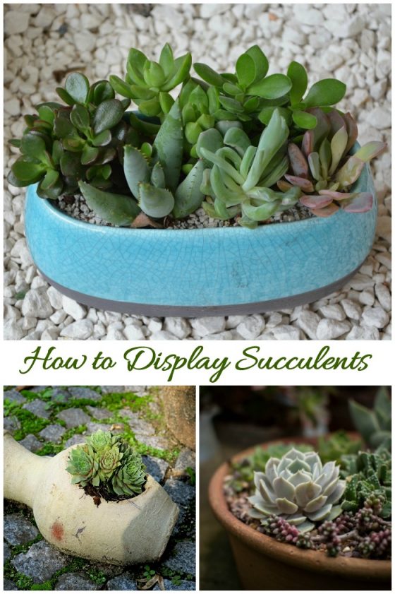 How to Care For Succulents Succulent Plant Care Growing Succulents