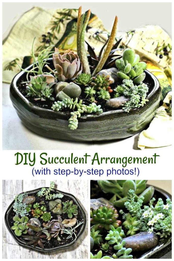 Succulent Arrangement DIY Dish Garden How to Arrange Succulents