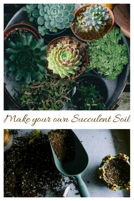 How to Care For Succulents - Succulent Plant Care - Growing Succulents
