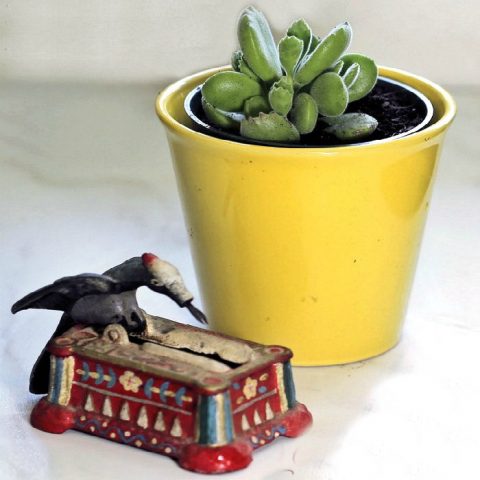 Bear's Paw Succulent