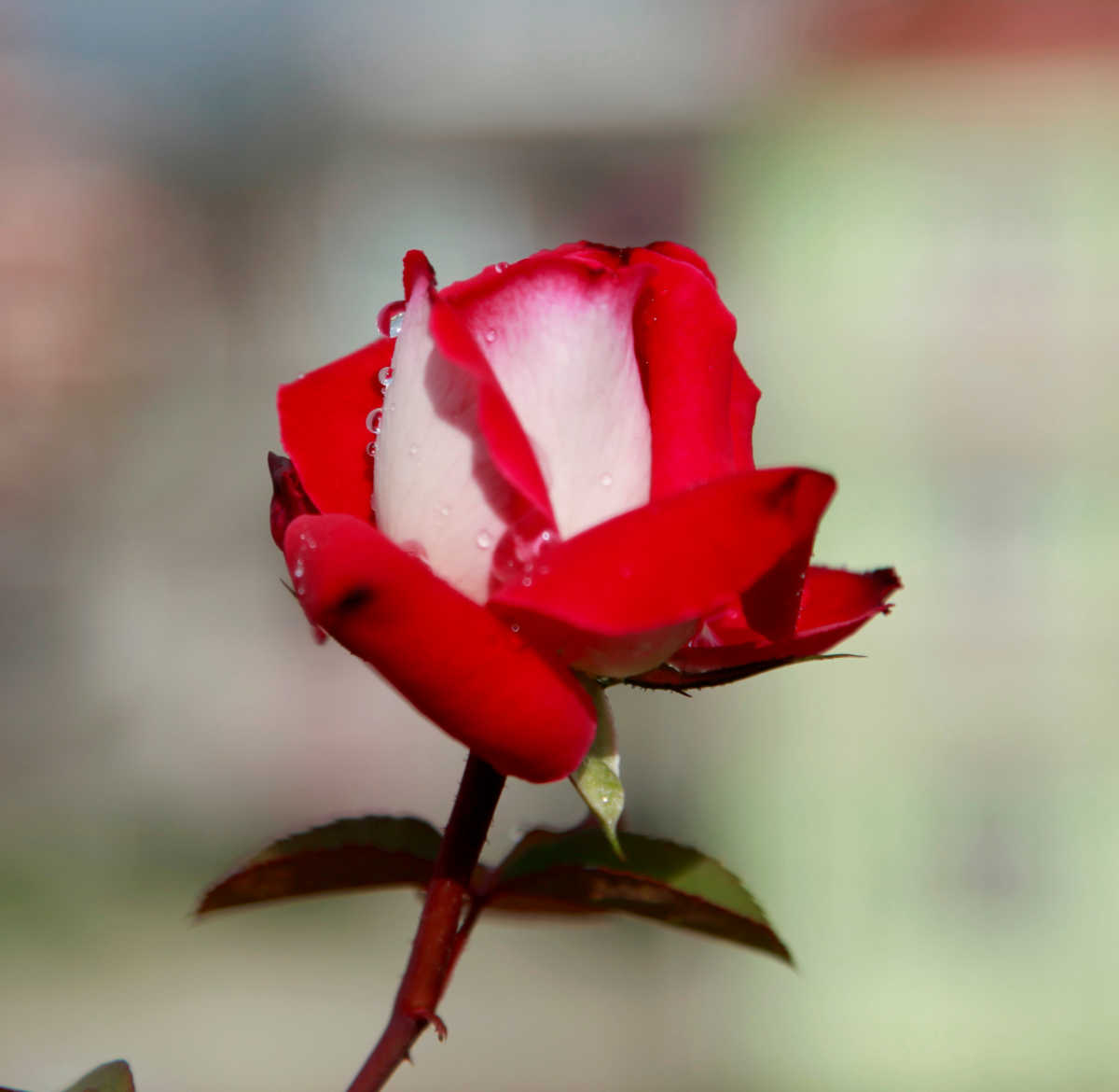 Osiria rose flower with red and white coloring.