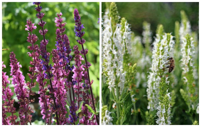 Collage of purple and white sage flowers.