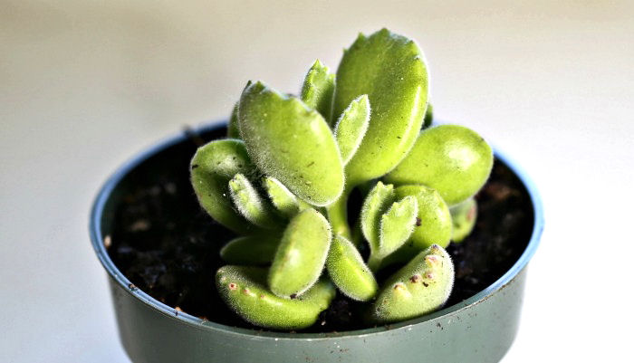 leaves of cotyledon tomentosa with teeth on the end