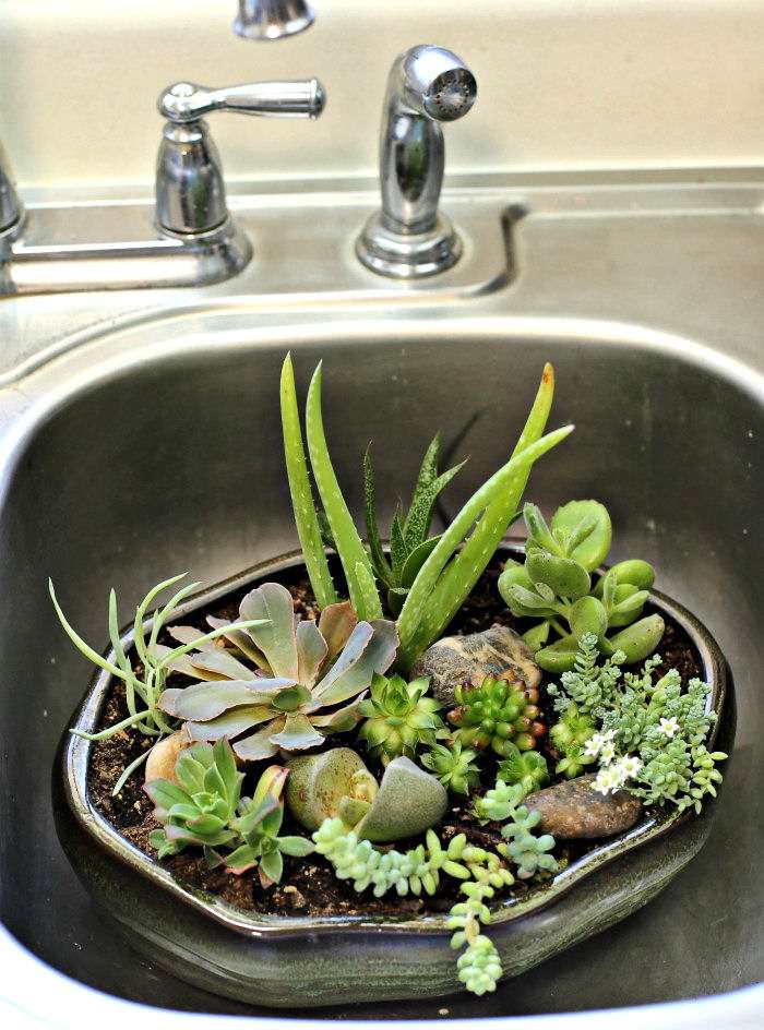Succulent arrangement in a sink.