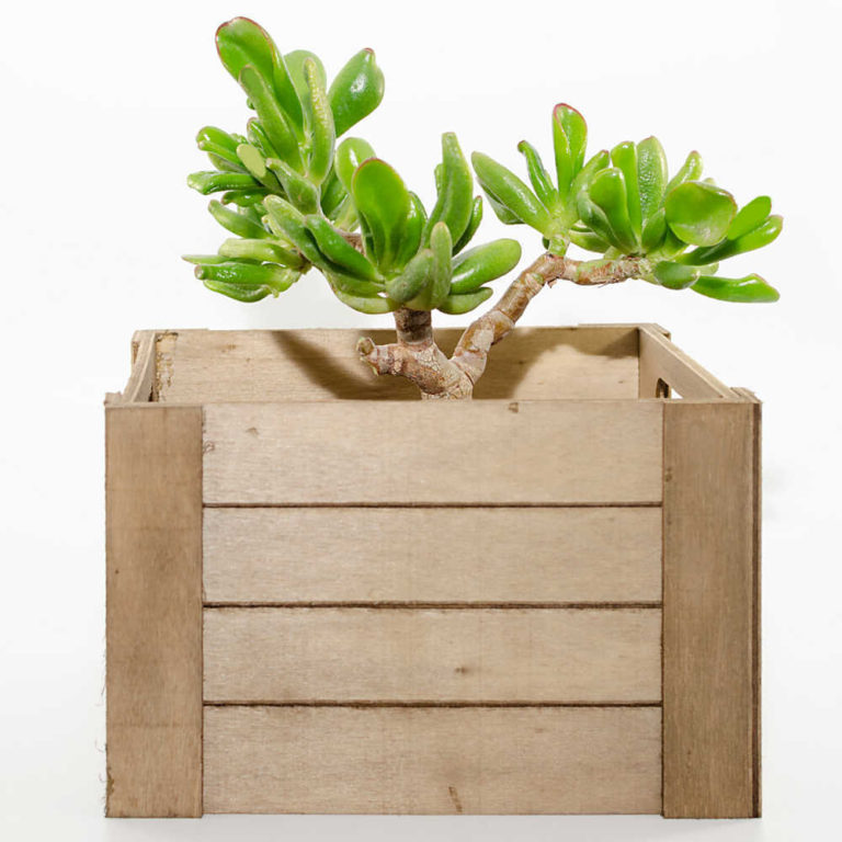 Crassula Ovata ‘Hobbit’ – Tips for Growing Hobbit Jade Plant