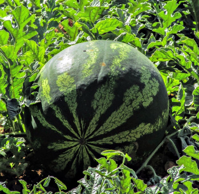 Melon growing in the sunlight