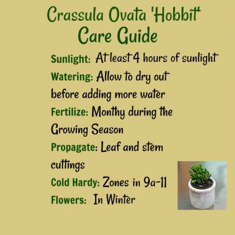Easy to Grow Crassula ovuta Hobbit Jade Plant 4 Pot 