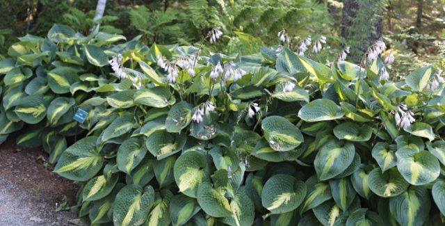 Hosta Companion Plants - Growing Hostas with Shade Loving Plants