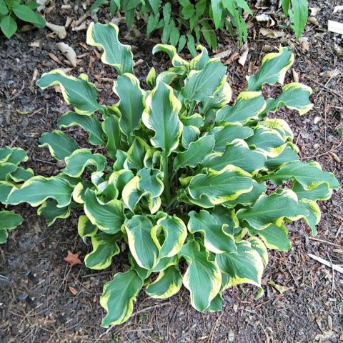 Hosta wheee! in a garden bed