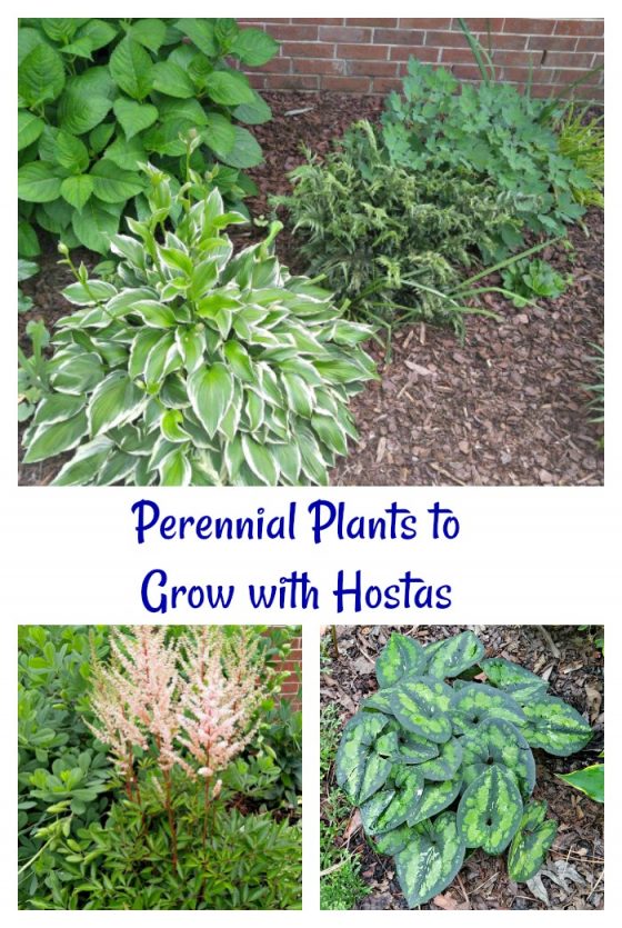 Hosta Companion Plants Growing Hostas with Shade Loving Plants