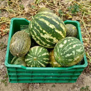 Types of watermelon in a square plastic bin in a field.