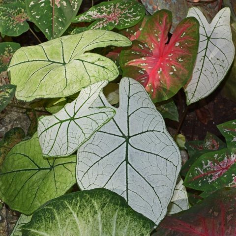 How to overwinter caladiums