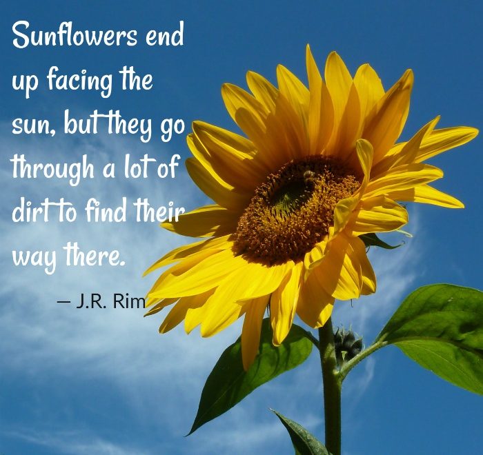 Sun facing sunflower with saying by J.R, Rim.