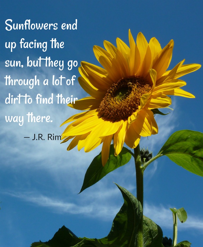 Inspirational Sunflower Wallpaper With Quotes At Amparo Roberts Blog Inspirational Sunflower Wallpaper With Quotes At Amparo Roberts Blog