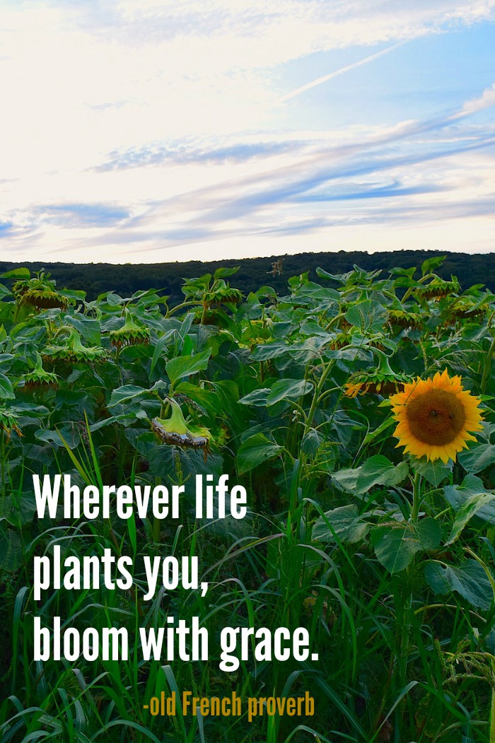 Sunflower Quotes 20 Best Sunflower Sayings With Images