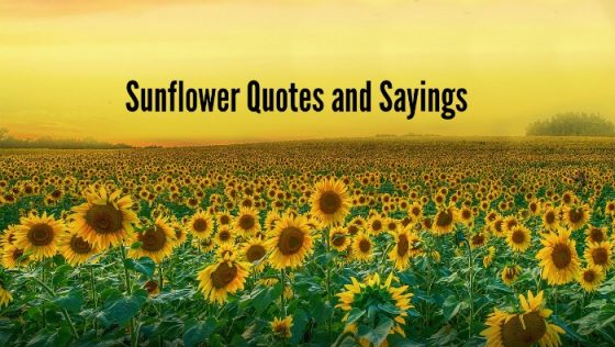 Sunflower quotes  20 best sunflower sayings with images Sunflower quotes  20 best sunflower sayings with images