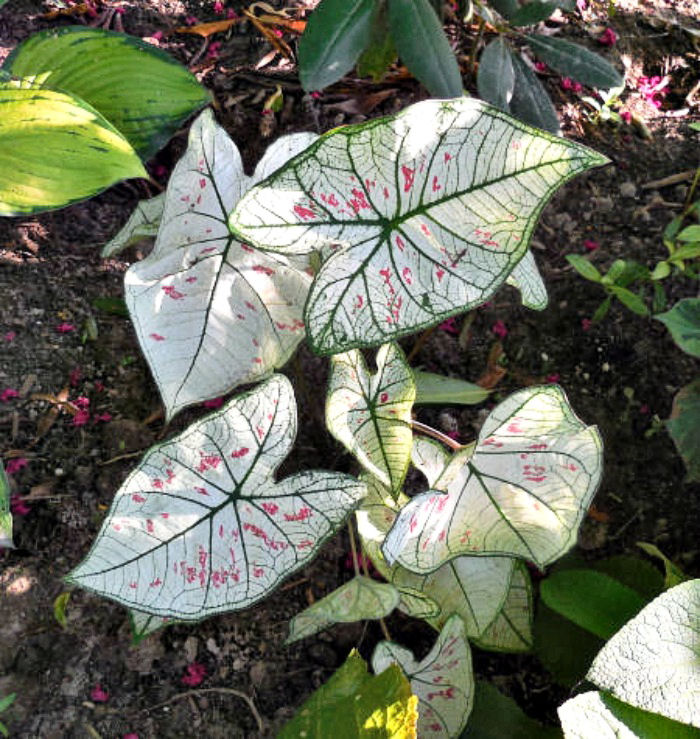 Care of Caladium plants - They like to grow in the shade