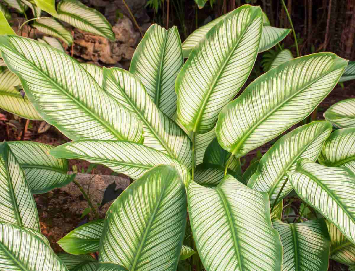 Green and white striped leaves of calathea plant