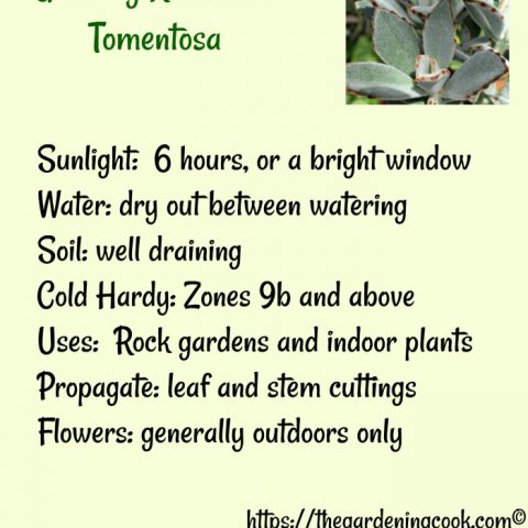 How to Grow Kalanchoe Tomentosa - Panda Plant Succulent 