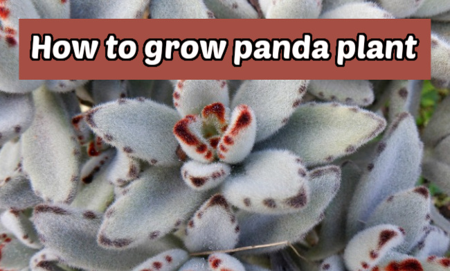 How to grow panda plant A picture of Kalanchoe tomentosa. Brown text box reads How to grow panda plant.